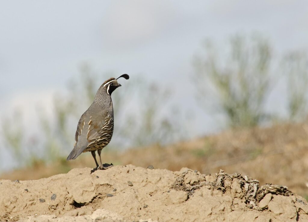A California Quail