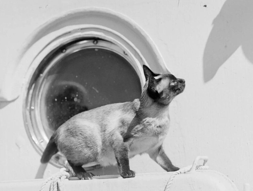 jenny-the-titanic-cat