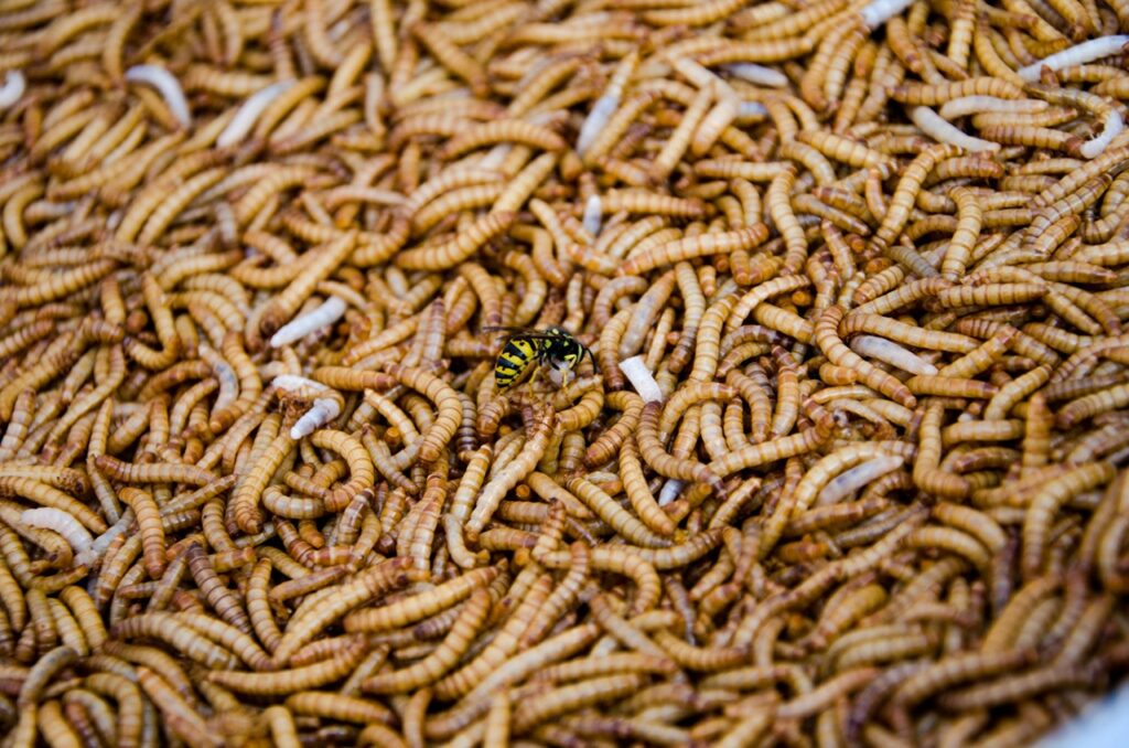 Maggots
