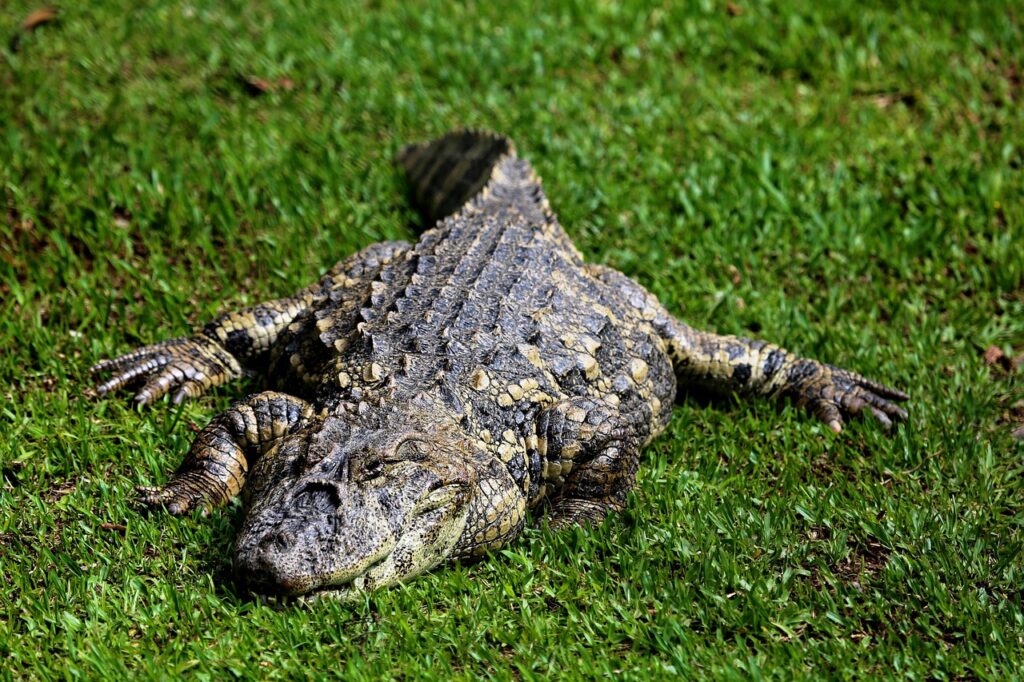 Alligator