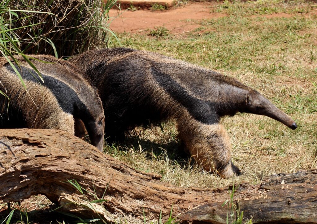 Giant Anteaters