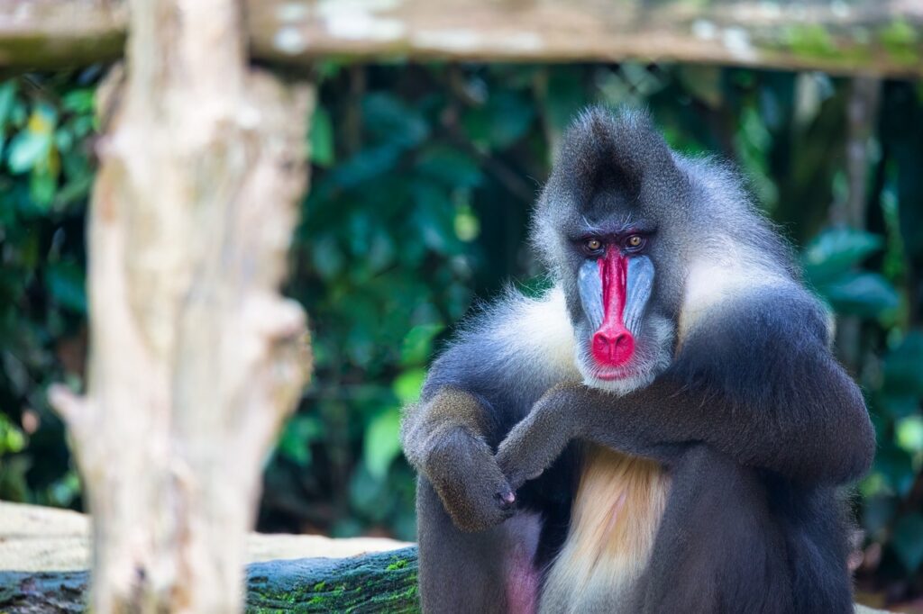A Mandrill