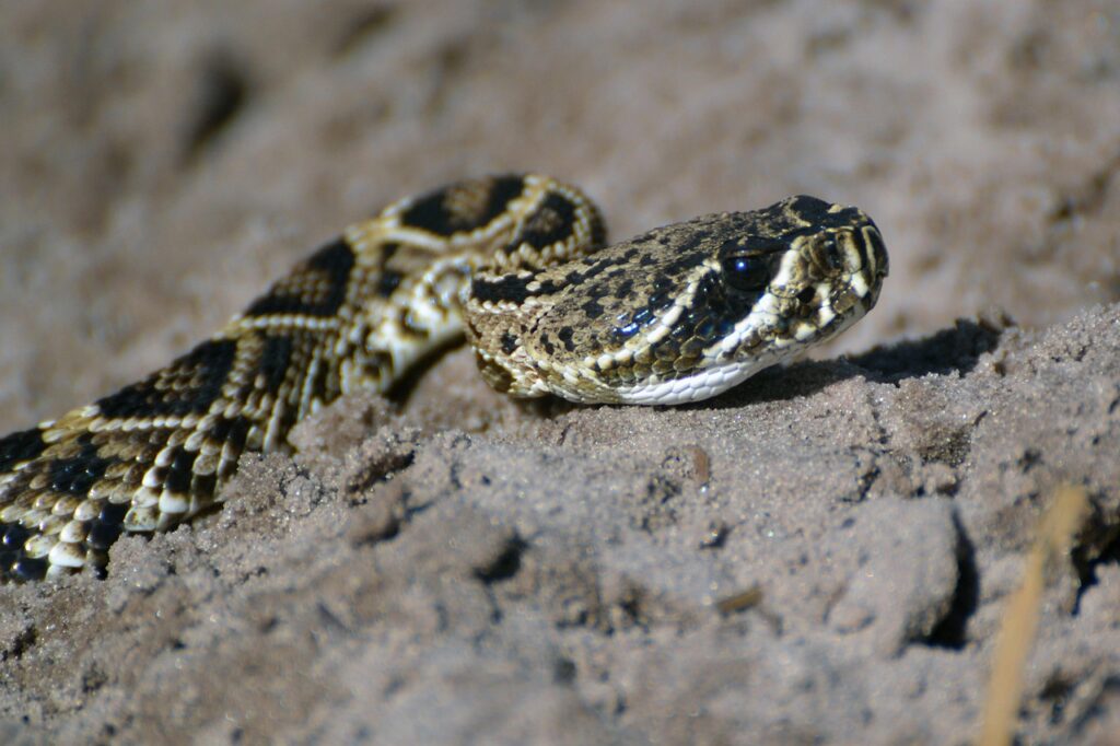 Copperhead Snake
