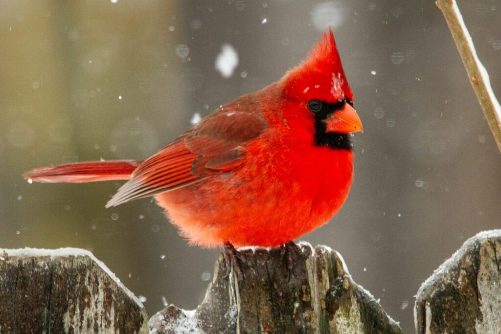 Northern Cardinal