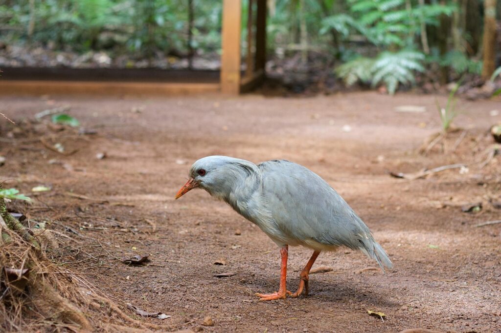 Kagu bird