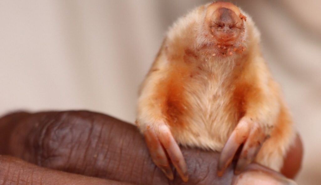 A Marsupial Mole
