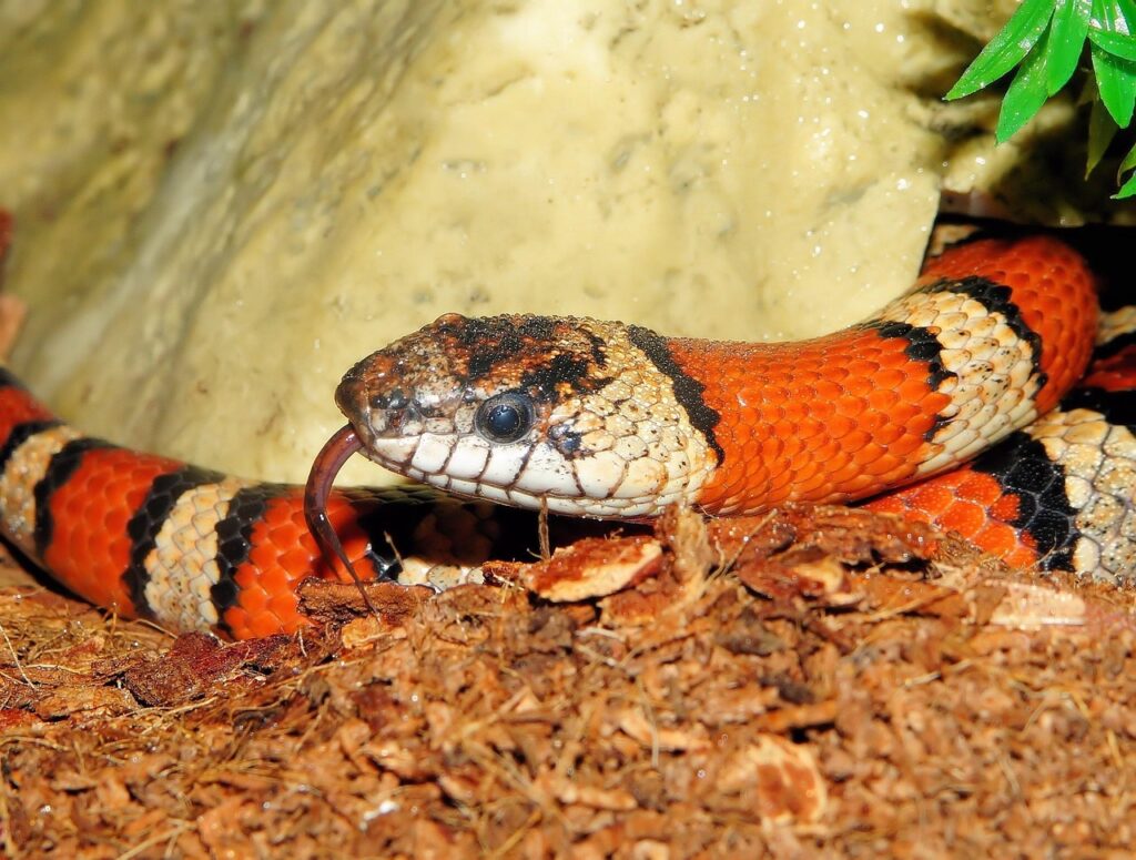 kingsnake-833788_1280