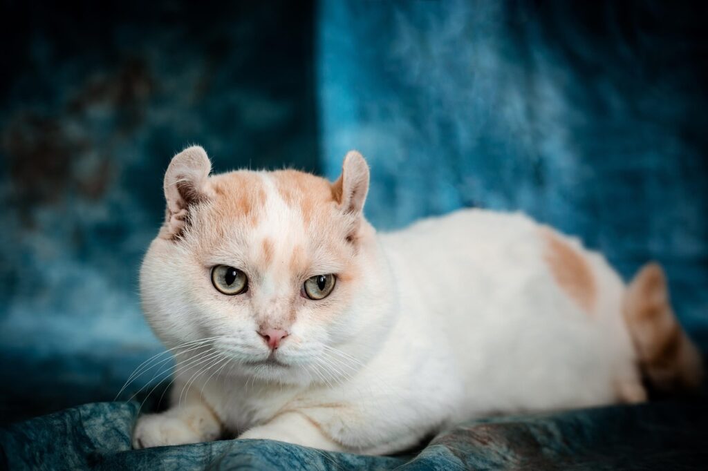 Kinkalow: Adorably Tiny