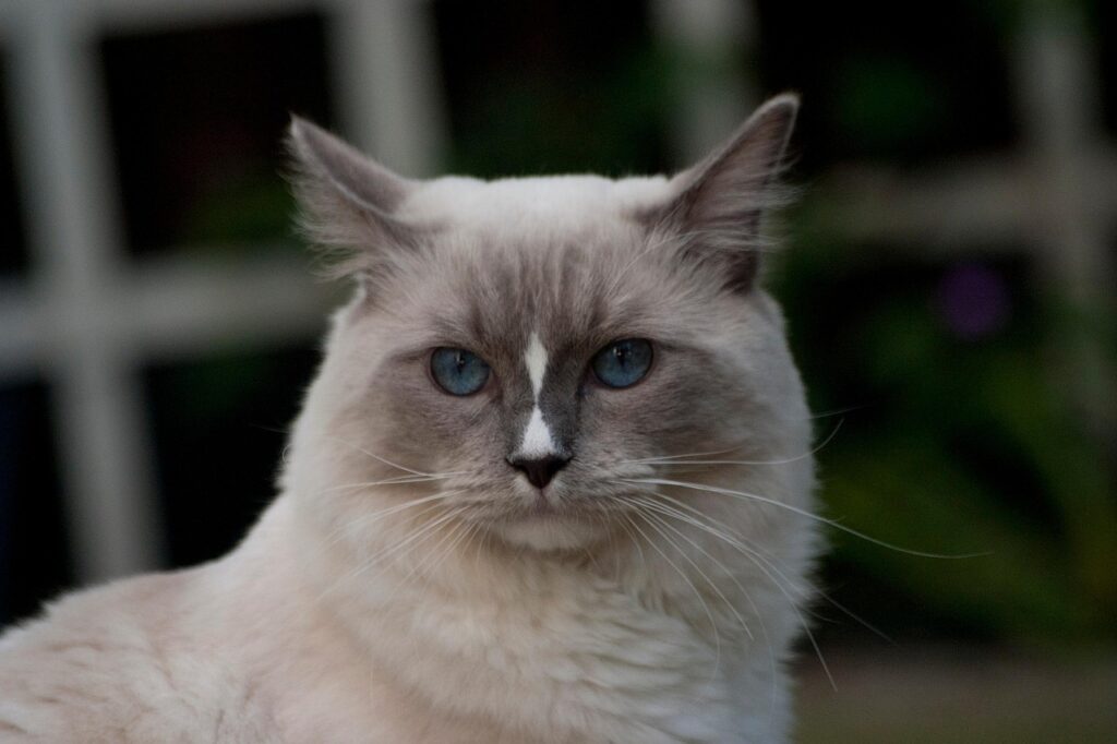 Ragdoll cat