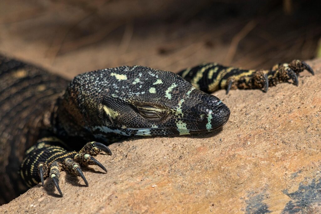 Raptile sleep in Odd Positions