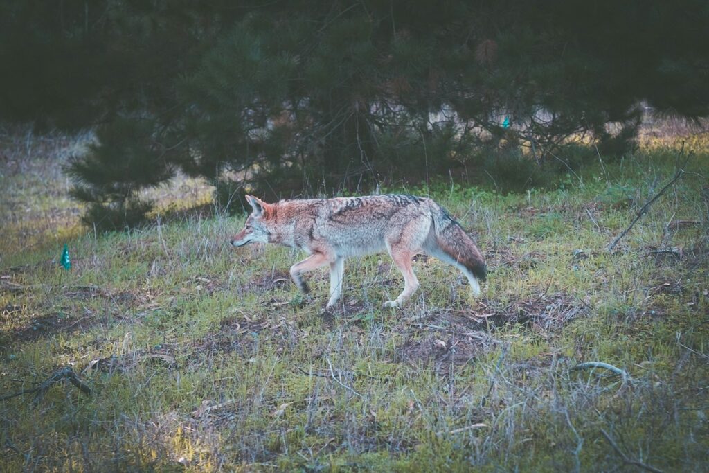 Coyote