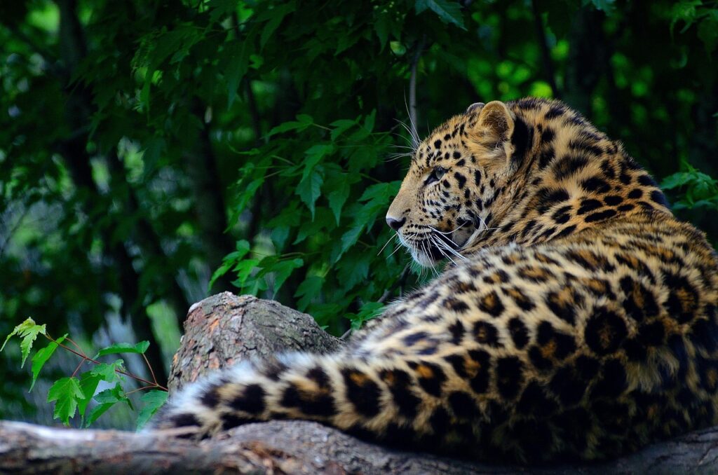 Leopard