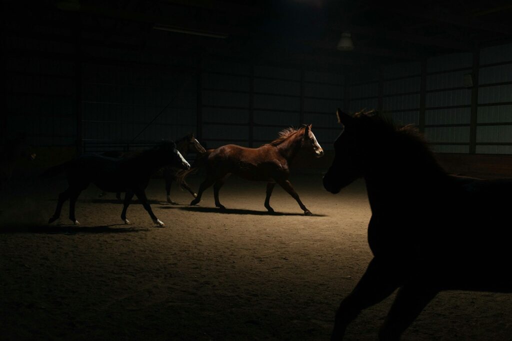 Horse at night