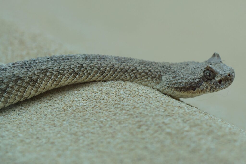 Sidewinder rattlesnake desert
