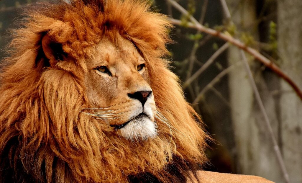 Lion