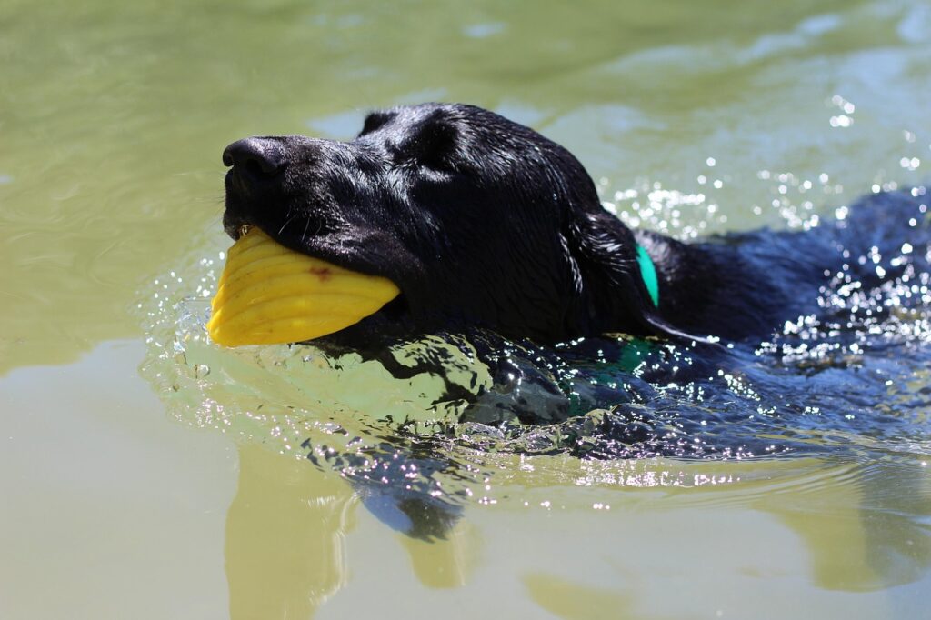 Black Labrador playing fetch at sea