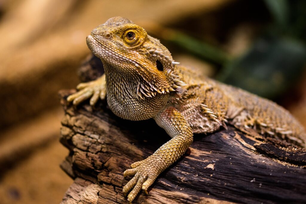 Reptile Head-bobbing