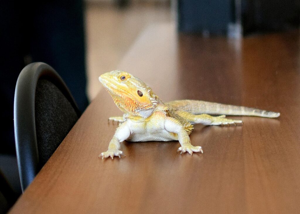 Pet Lizard