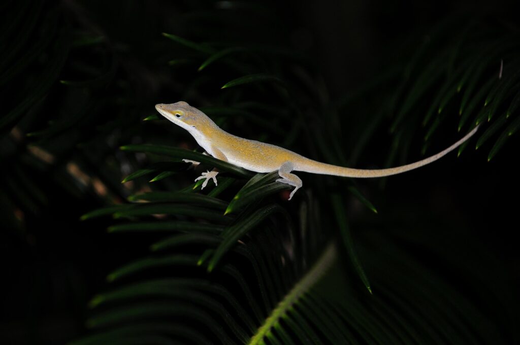 Reptile Adoption