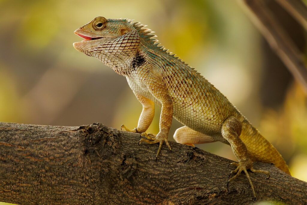Lizard quirky behavior relaxing