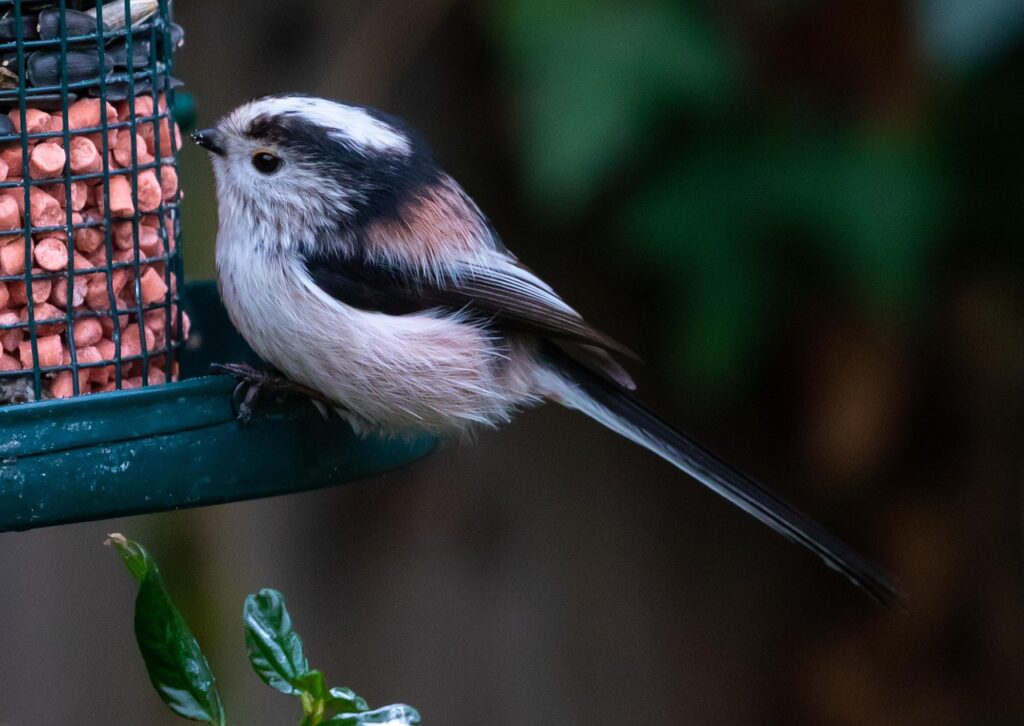 Long-tailed Tits Flocking