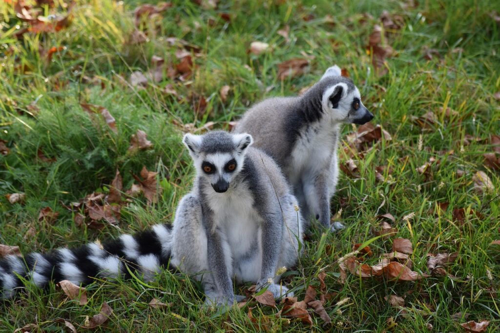 Ringtail