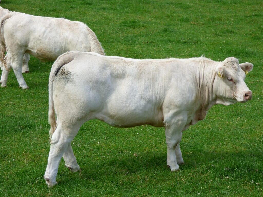 Charolais Cattle