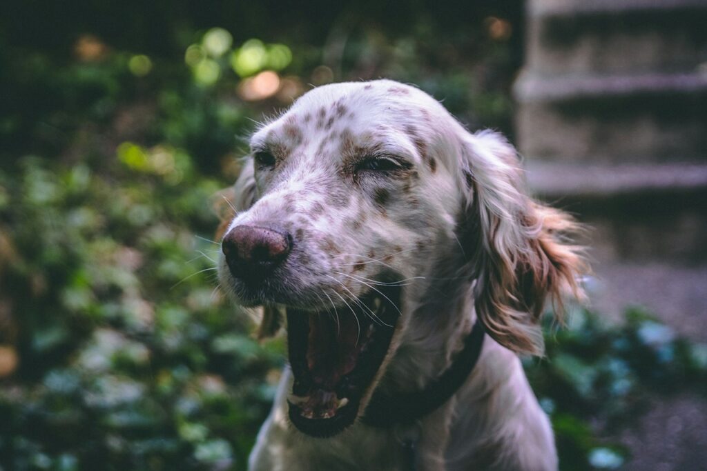 Dog Bark