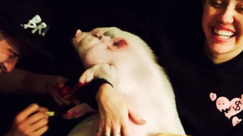 Miley Cyrus and her pig