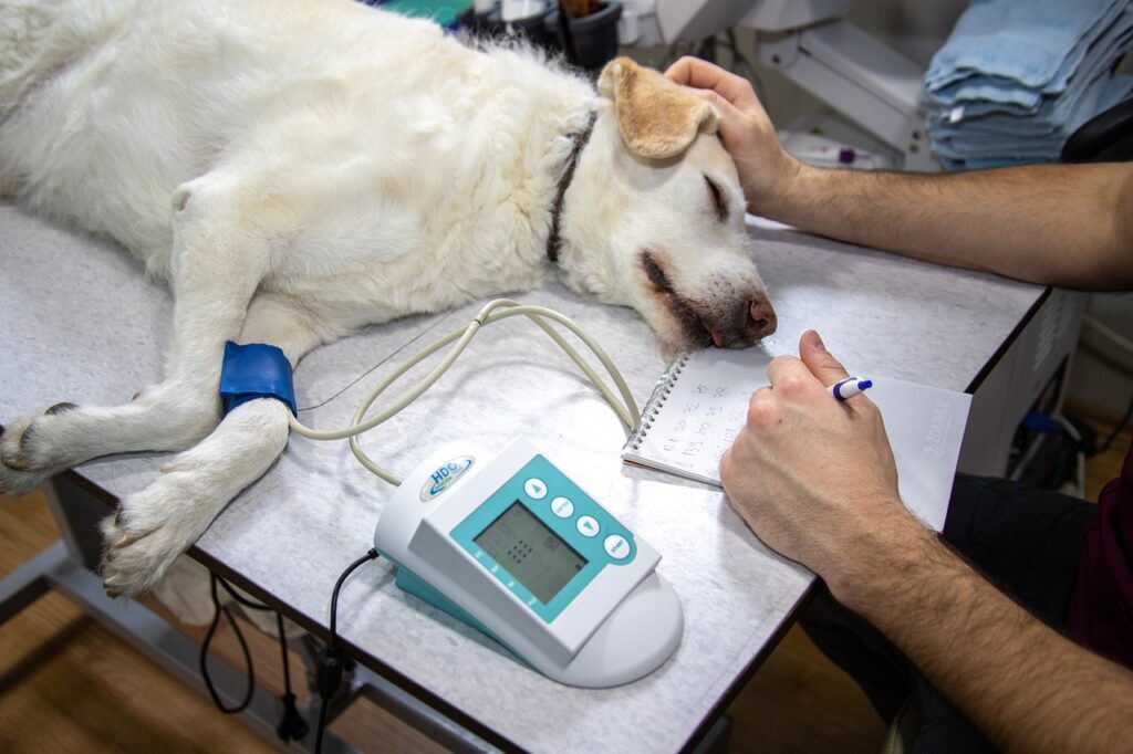 Dog about to be Euthanized