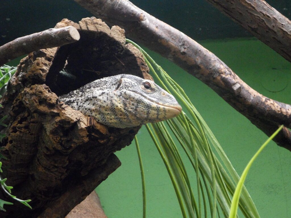 Reptile hide and peek