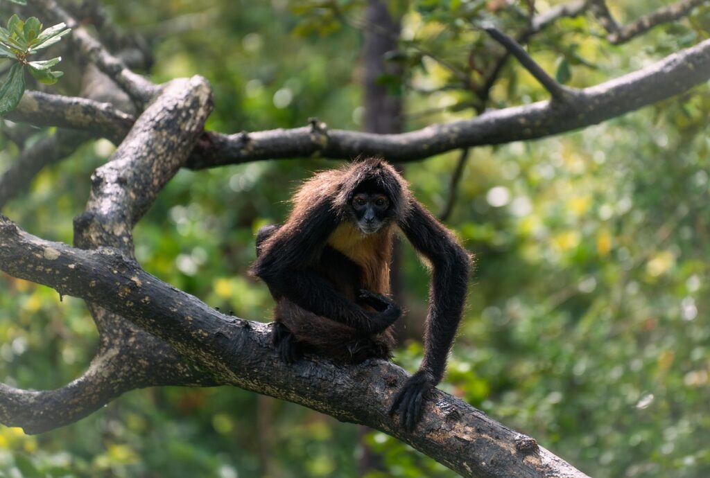spider monkey