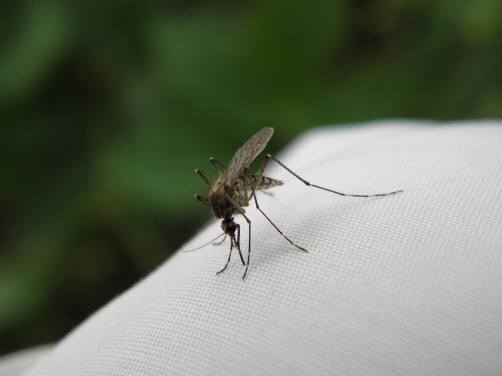 mosquito-2437897_1280