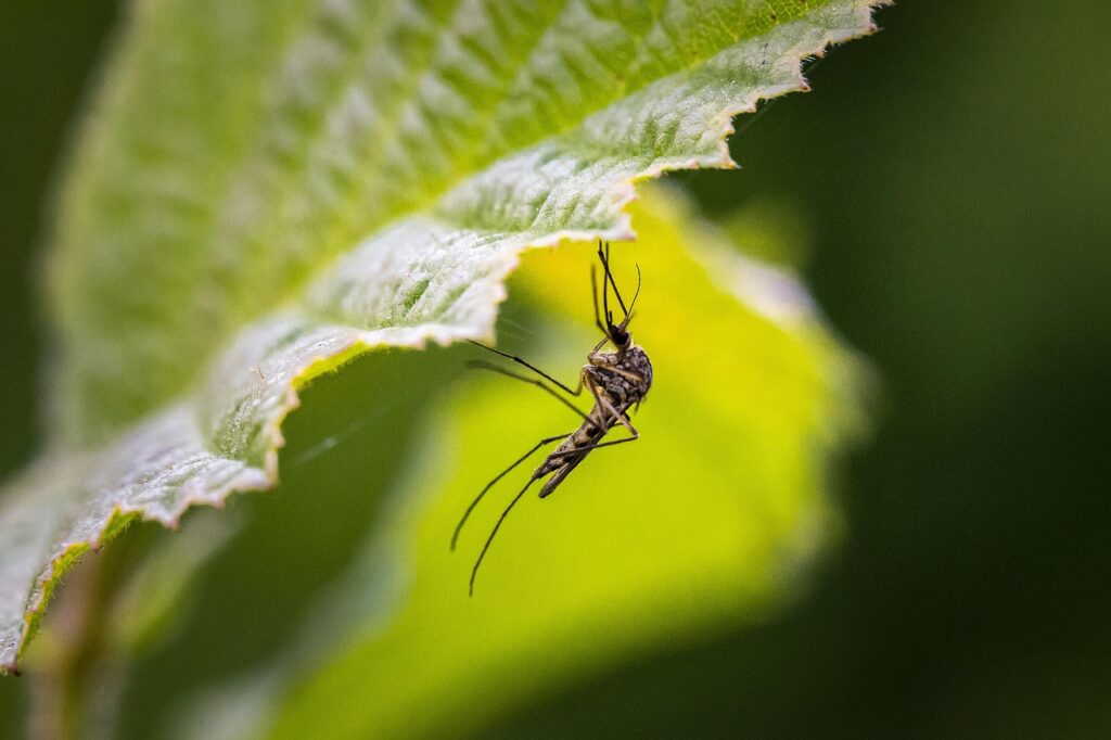 mosquito-4840948_1280