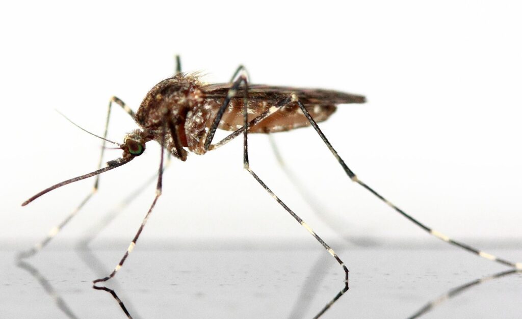 mosquito-83639_1280