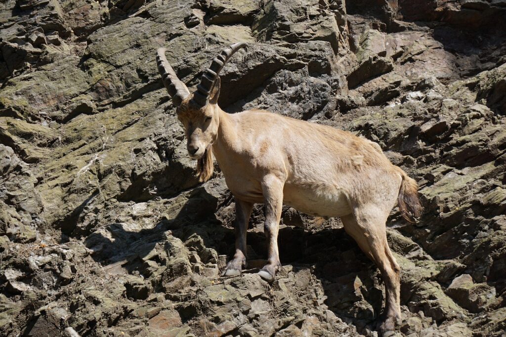 mountain-goat-3497822_1280