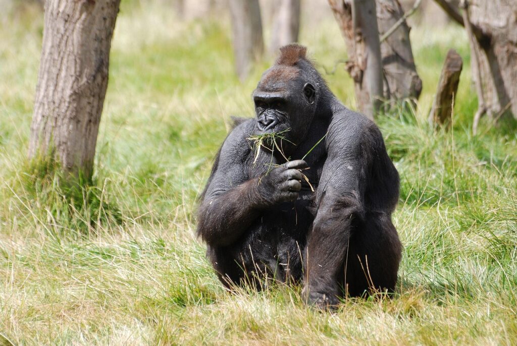 mountain-gorilla-416772_1280