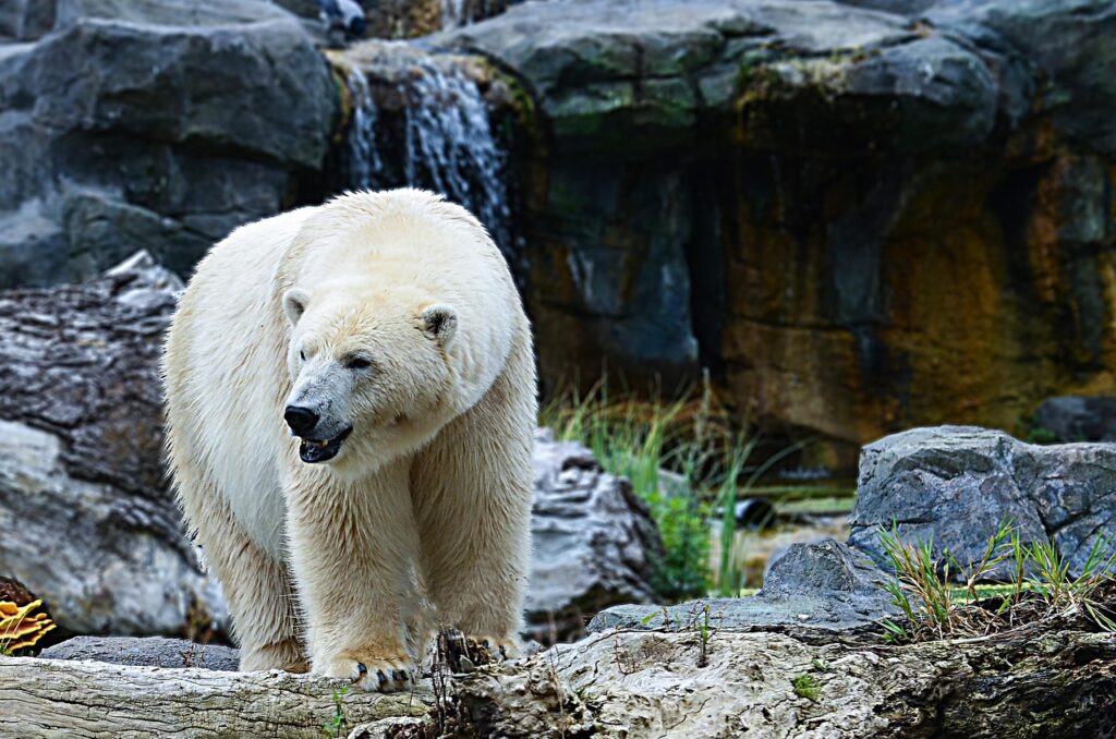 polar bear