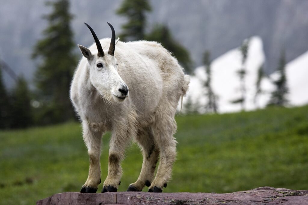 mountain goat