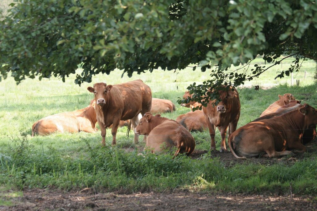 Limousin Cattle