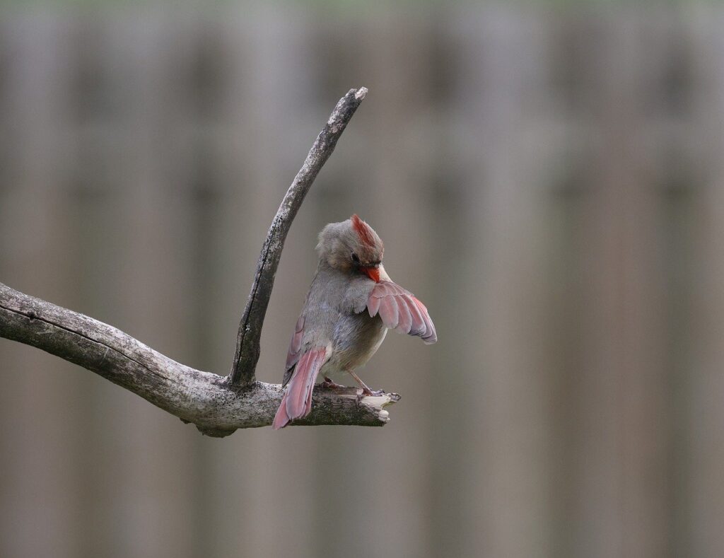 northern-cardinal-9565382_1280