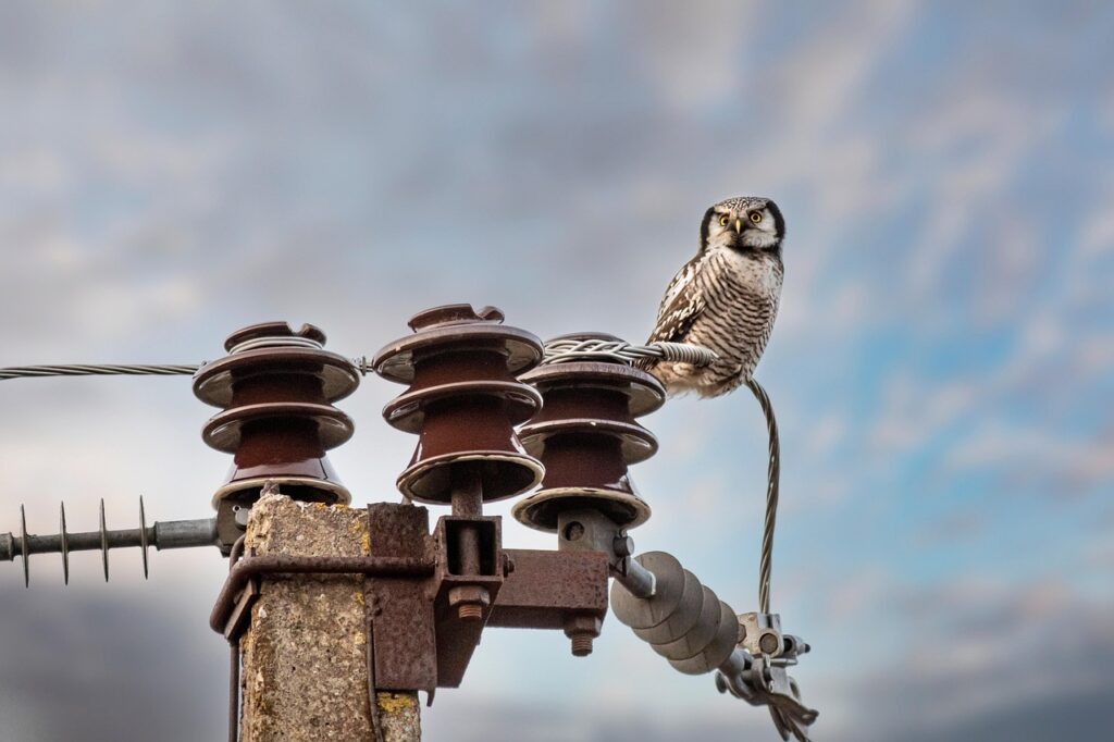 northern-hawk-owl-6961772_1280