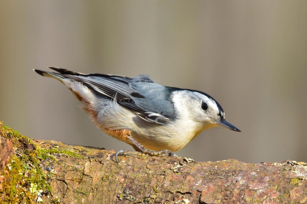 Nuthatch on Tree