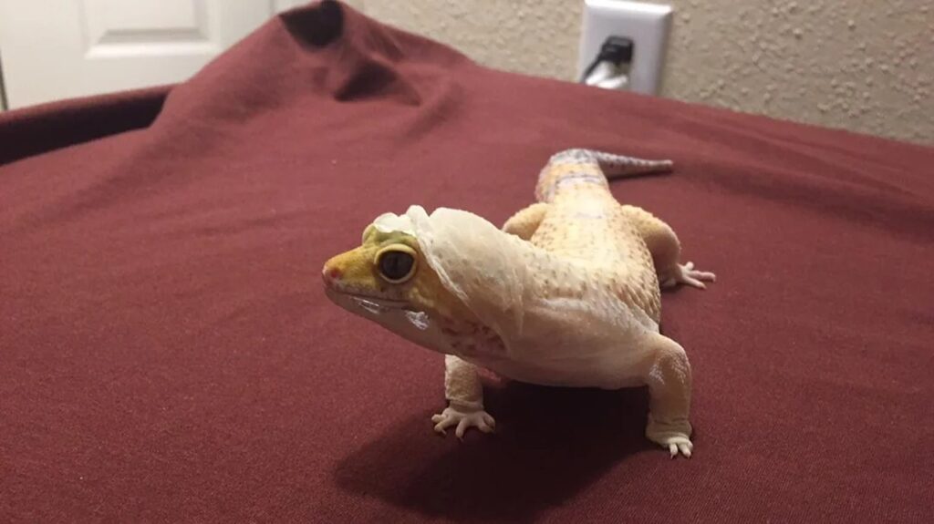Pet Lizard Shed Skin