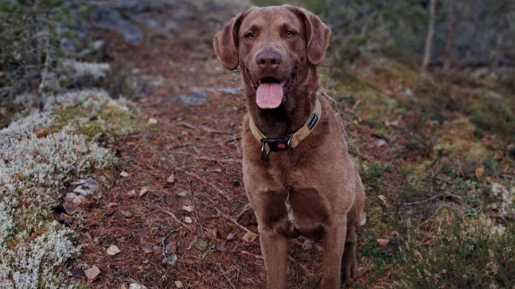 Chesapeake Bay Retriever