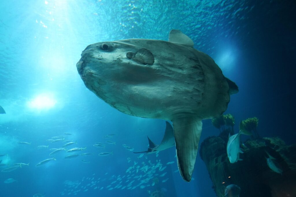 ocean-sunfish-7177835_1280