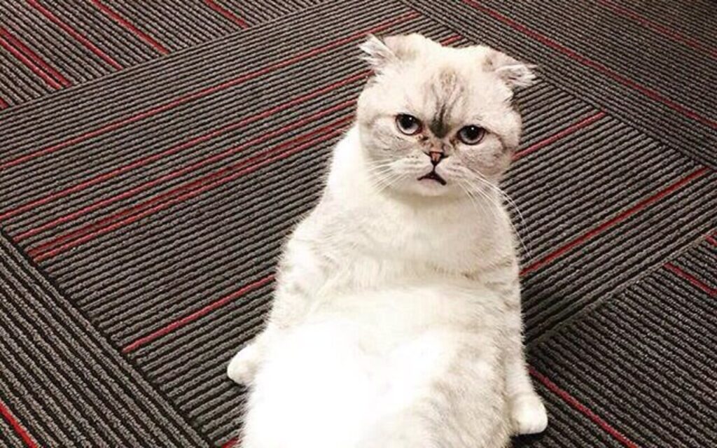  Taylor Swifts cat