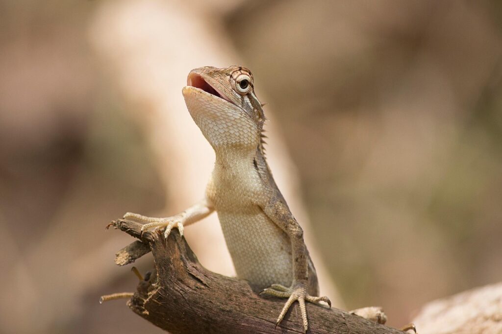 Lizard Confused Face Scratching