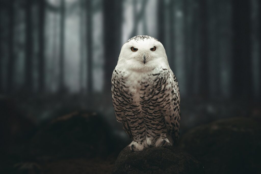 snowy owl