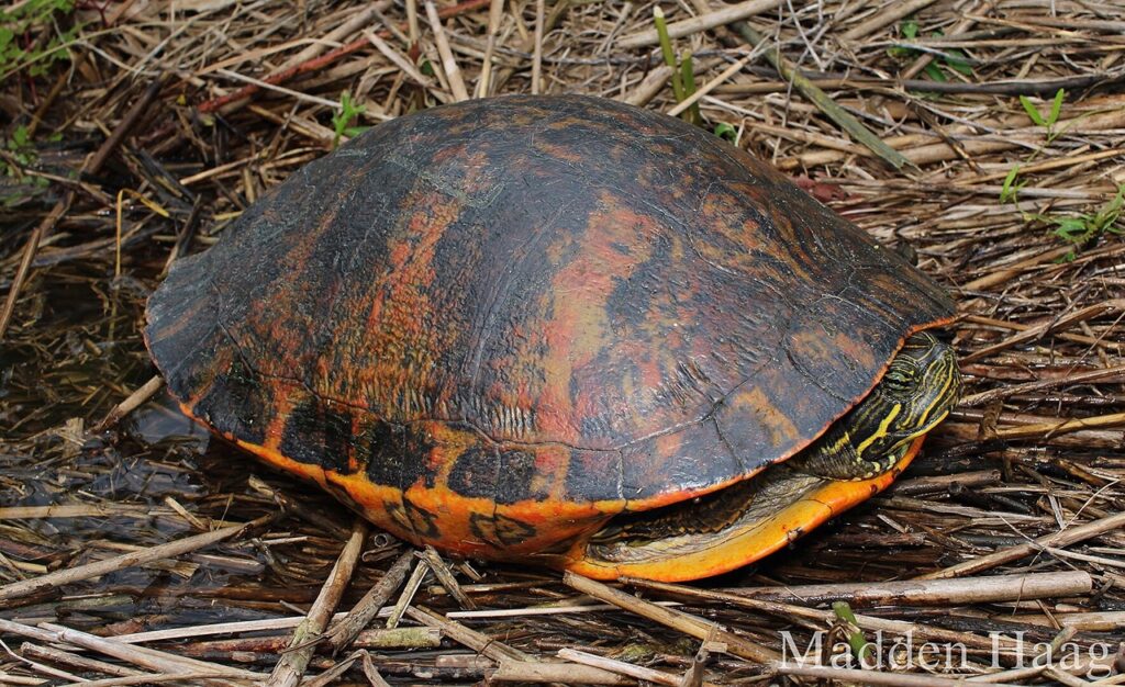 Alabama Red-Bellied Turtle